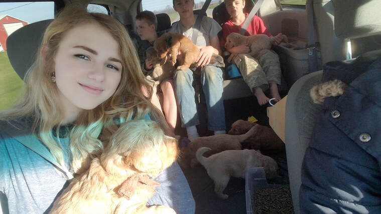 Golden Retriever puppies on a car ride.