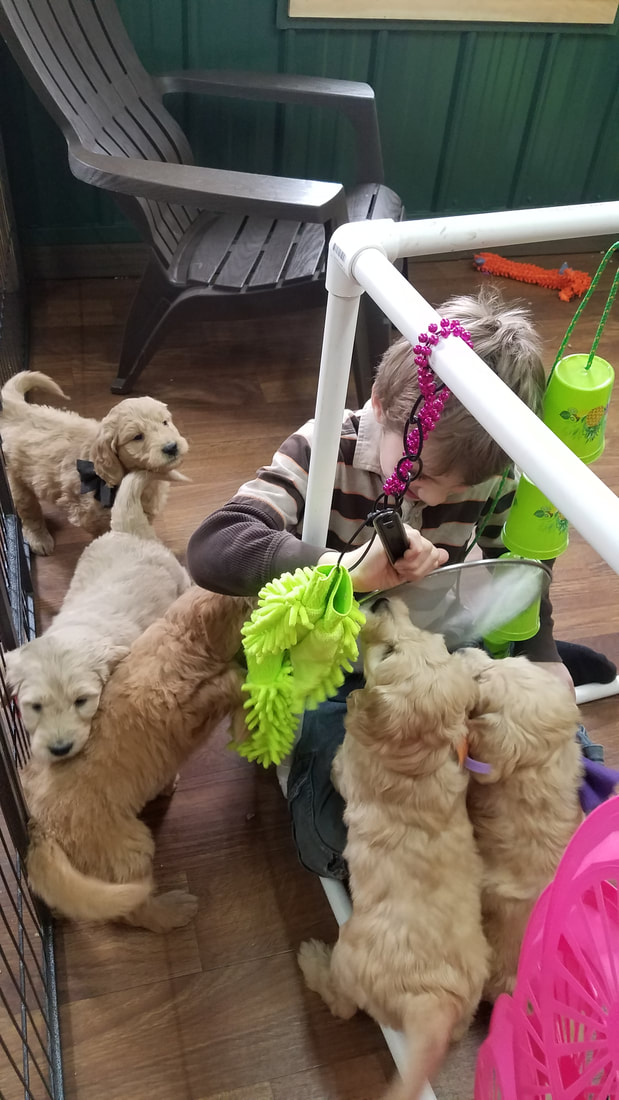 Child socializing with goldendoodle puppies.