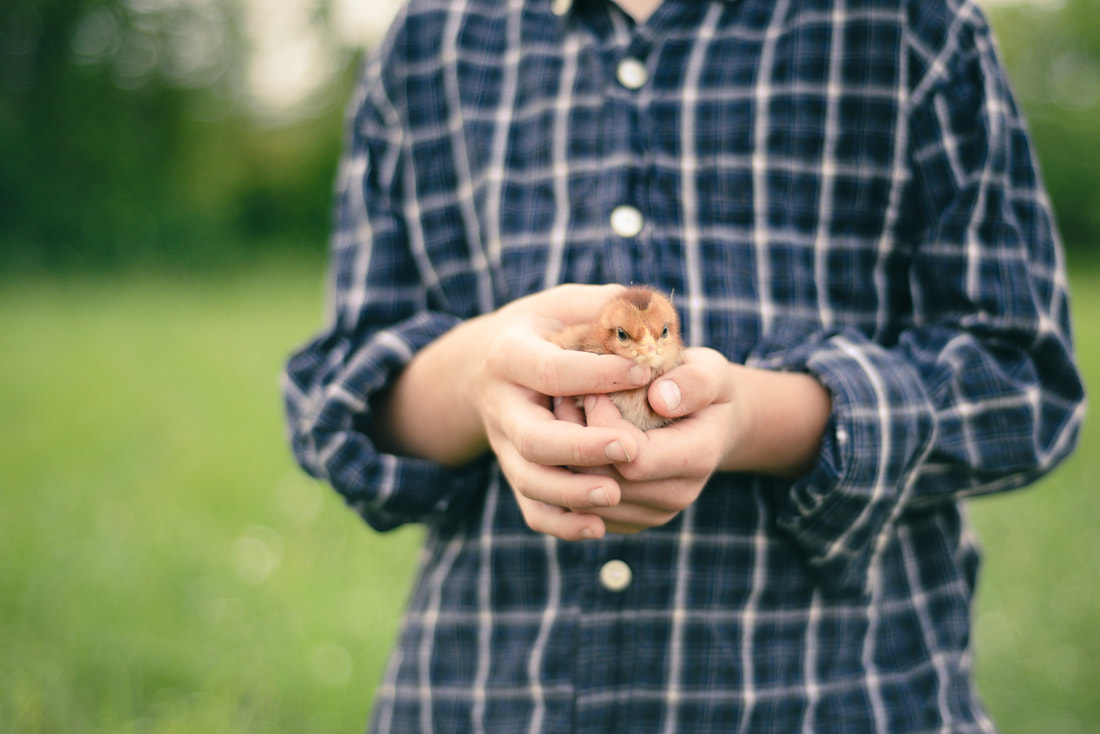Photo of a boy holding a chick.