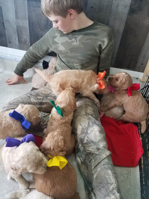 A child socializing golden retriever puppies.