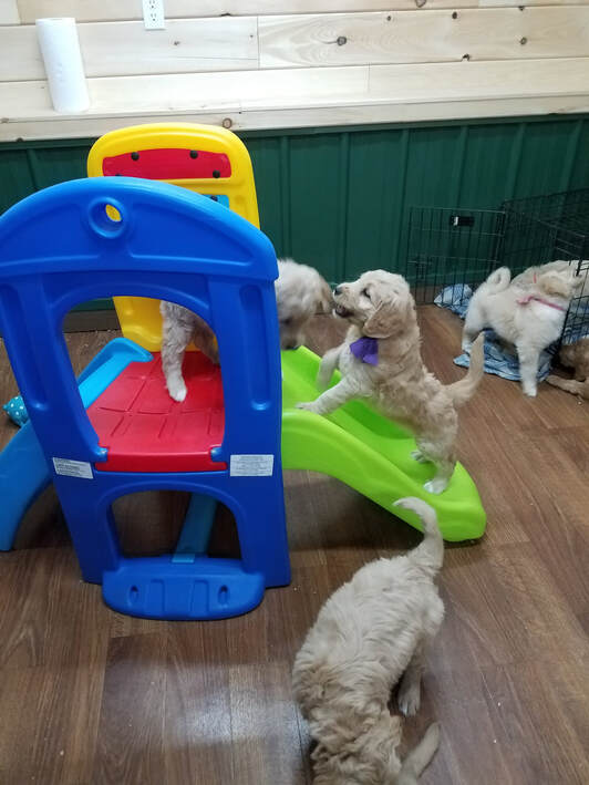 Goldendoodles practicing early service dog protocols.