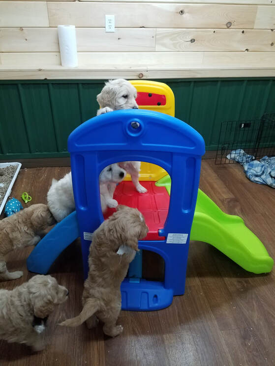 Goldendoodle puppies practicing service dog work.