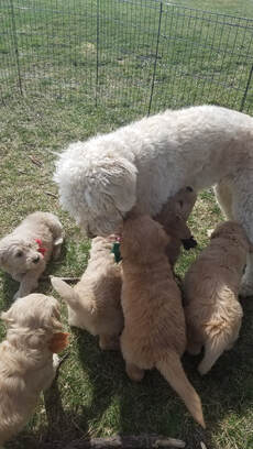 Golden retriever puppies socializing with a golden doodle as a part of the Puppy Culture protocols.