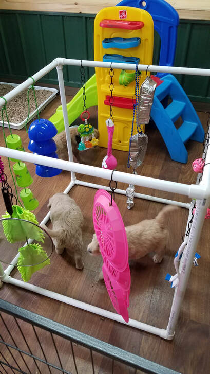 Golden doodle puppies playing with a sensory cube for early service dog protocols.