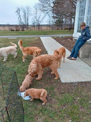 Golden retriever puppies socializing with golden doodle dogs as a part of their early socialization protocols.